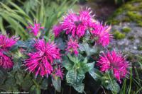 Monarda didyma 'Pink Spider' - zavinutka
