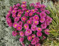 Aster 'Pink Topaz' - hvězdnice křovitá