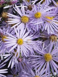Aster pyrenaeus 'Lutetia' - hvězdnice pyrenejská