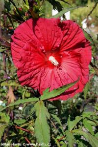 Hibiscus x 'Fireball' - ibišek bahenní
