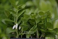 Polygonatum humile - kokořík