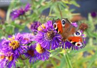 Aster novi-belgii 'Violetta' - hvězdnice novobelgická