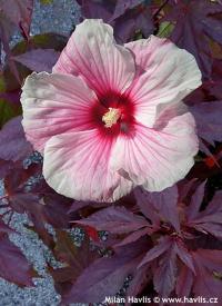 Hibiscus x 'Summer Storm' - ibišek bahenní