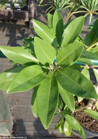 Magnolia virginiana 'Ice Crystal' - magnólie viržinská