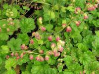 Tellima grandiflora 'Forest Frost' - mitrovka