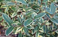 Elaeagnus pungens 'Hosuba Fukurin' - hlošina pichlavá