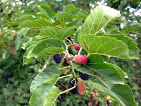 Morus nigra - morušovník černý, moruše