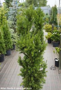 Taxus x media 'Hillii' - tis prostřední