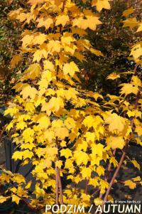 Acer cappadocicum 'Rubrum' - javor kapadocký