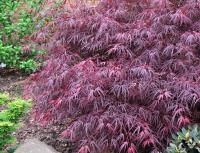 Acer palmatum 'Enkan' - javor dlanitolistý