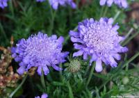 Scabiosa columbaria 'Butterfly Blue' - hlaváč fialový