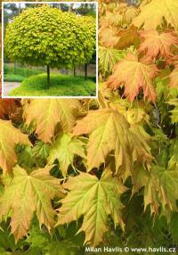 Acer platanoides 'Golden Globe' - javor mléč