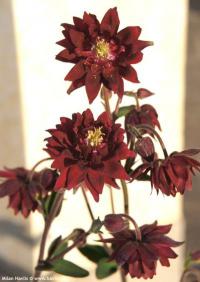 Aquilegia vulgaris 'Bordeaux Barlow' - orlíček