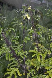Solanum atropurpureum - lilek