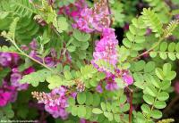 Indigofera himalayensis 'Silk Road' - modřil himalájský