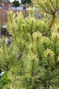 Pinus sylvestris 'Aurea' - borovice lesní Pinus sylvestris 'Aurea' - borovice lesní
