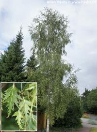 Betula pendula 'Laciniata' - bříza bílá