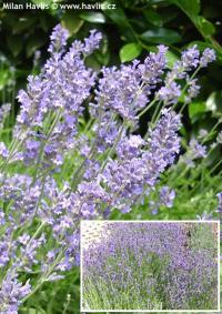 Lavandula angustifolia 'Munstead' - levandule lékařská