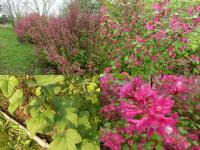 Ribes sanguineum -  meruzalka krvavá