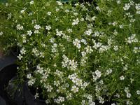 Gypsophila - šater