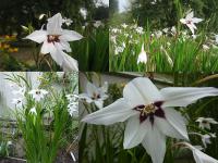 Acidanthera bicolor - acidantera dvoubarevná Acidanthera bicolor - acidantera dvoubarevná