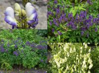 Aconitum napellus - oměj šalamounek Aconitum napellus - oměj šalamounek