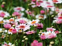 Argyranthemum frutescens - kopretinovec dřevitý (PIXABAY) Argyranthemum frutescens - kopretinovec dřevitý (PIXABAY)