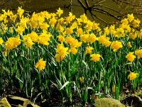 Narcisy - množení (PIXABAY)