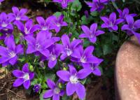 Campanula - zvonek