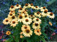 Echinacea 'Aloha' - třapatka