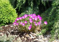 Delosperma 'Wow Violet Wonder' - kosmatec