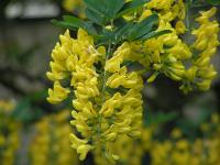 Laburnum anagyroides - štědřenec převislý, zlatý déšť: květy Laburnum anagyroides - štědřenec převislý, zlatý déšť: květy