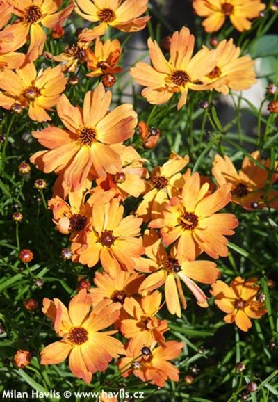 Coreopsis 'Mango Punch' - krásnoočko Coreopsis 'Mango Punch' - krásnoočko