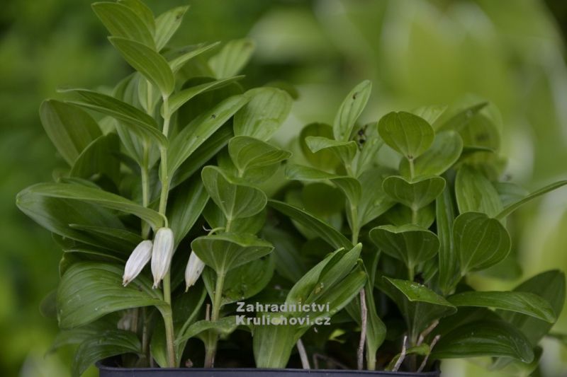 Polygonatum humile - kokořík