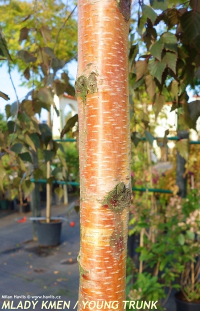 Betula 'Royal Frost' - bříza