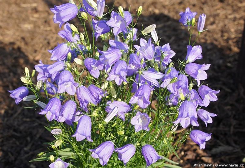 Campanula rotundifolia 'Thumbell Blue' - zvonek okrouhlolistý Campanula rotundifolia 'Thumbell Blue' - zvonek okrouhlolistý