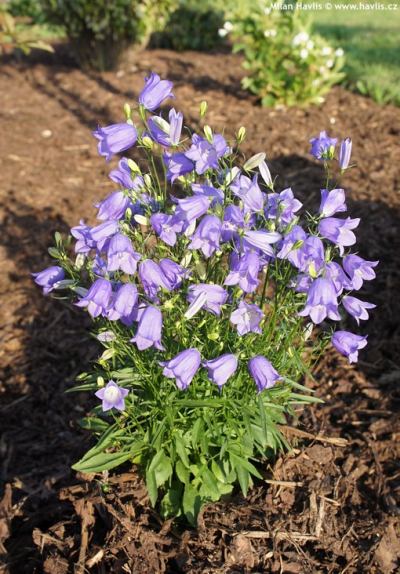 Campanula rotundifolia 'Thumbell Blue' - zvonek okrouhlolistý Campanula rotundifolia 'Thumbell Blue' - zvonek okrouhlolistý