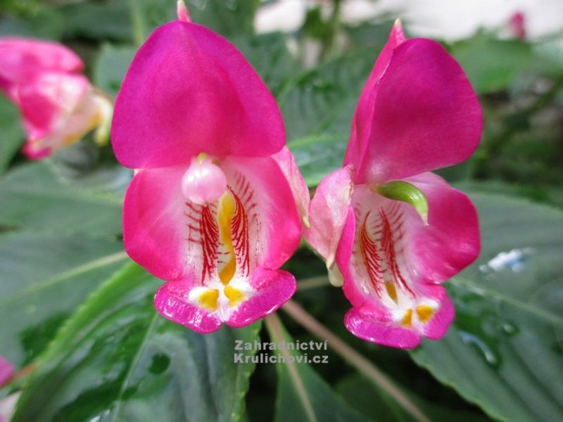 Impatiens bicaudata var. rosea - netýkavka, růžový papoušek Impatiens bicaudata var. rosea - netýkavka, růžový papoušek