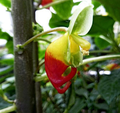 Impatiens niamniamensis - netýkavka konžská Impatiens niamniamensis - netýkavka konžská
