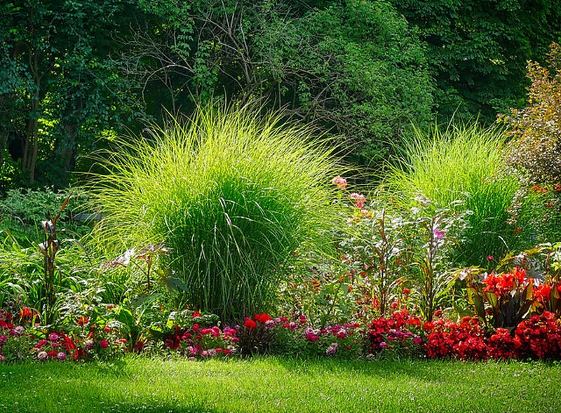 Okrasné trávy - nejlepší období výsadby: 10738