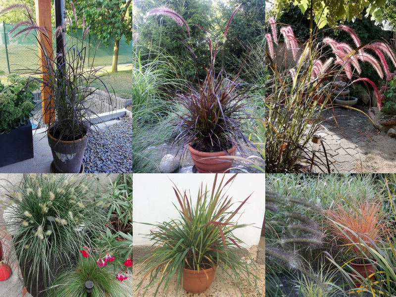 Okrasné trávy v nádobách: 11167