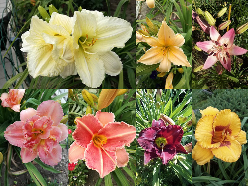 Množení denivek dělením