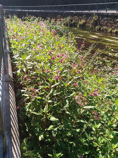 Impatiens glandulifera - netýkavka žláznatá Impatiens glandulifera - netýkavka žláznatá