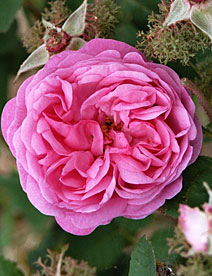 Rosa centifolia 'Cristata'