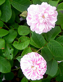 Rosa 'Petite de Hollande'