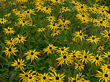 Rudbeckia fulgida