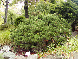 Pinus mugo - borovice kleč