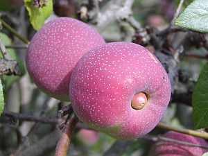 Chaenomeles - kdoulovec