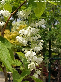 Pterostyrax hispida - sturačník chlupatý