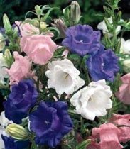 Campanula medium 'Calycanthema Mix' - Canterbury Bells Cup and Saucer